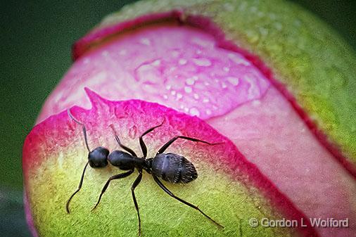 Ant On A Budding Peony_DSCF03645.jpg - Photographed near Smiths Falls, Ontario, Canada.